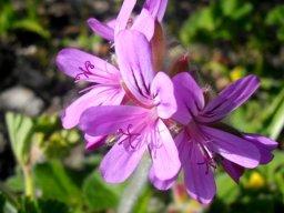 Pelargonium capitatum old flowers