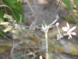 Pelargonium carnosum subsp. carnosum flowers