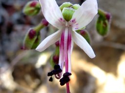 Pelargonium carnosum subsp. carnosum flower