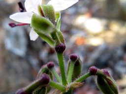 Pelargonium carnosum subsp. carnosum buds