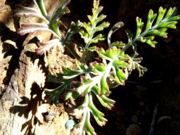Pelargonium carnosum subsp. carnosum leaves
