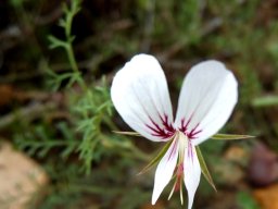 Pelargonium caucalifolium subsp. caucalifolium flower