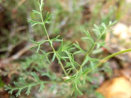 Pelargonium caucalifolium subsp. caucalifolium