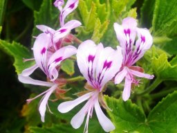 Pelargonium citronellum flowers