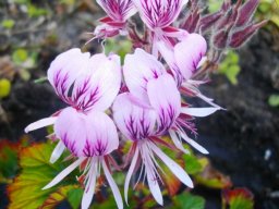 Pelargonium cordifolium