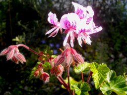 Pelargonium cordifolium hairy buds
