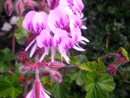 Pelargonium cordifolium petal markings