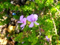 Pelargonium crispum flowering pink