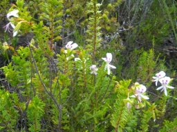 Pelargonium crispum
