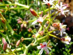 Pelargonium crithmifolium in flower