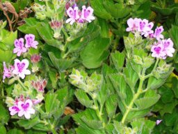 Pelargonium cucullatum west of the Kogelberg