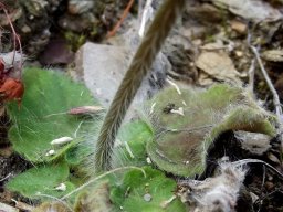 Pelargonium curviandrum flower stalk