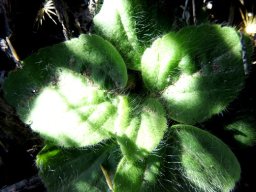 Pelargonium curviandrum leaves