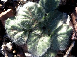 Pelargonium curviandrum