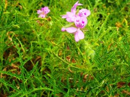 Pelargonium glutinosum
