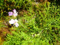 Pelargonium denticulatum