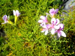 Pelargonium denticulatum flower umbels