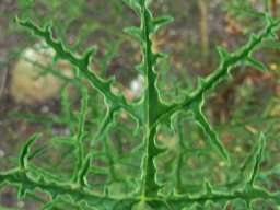 Pelargonium denticulatum leaf fit for Halloween