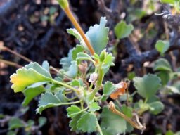 Pelargonium desertorum bud