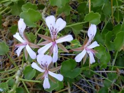 Pelargonium desertorum