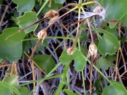 Pelargonium desertorum fruit ripening
