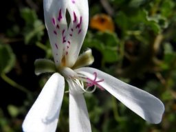 Pelargonium desertorum flower showing its stigma
