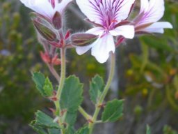 Pelargonium elegans