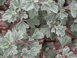 Pelargonium exstipulatum leaves