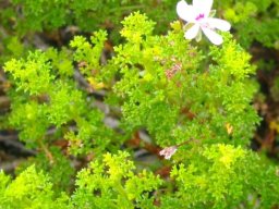 Pelargonium fruticosum