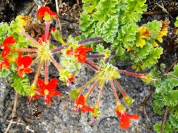 Pelargonium fulgidum