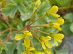 Pelargonium gibbosum in flower and still bearing leaves