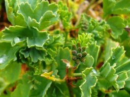 Pelargonium gibbosum