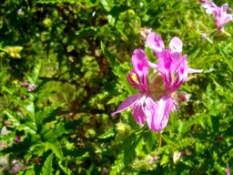 Pelargonium glutinosum flowers and leaves
