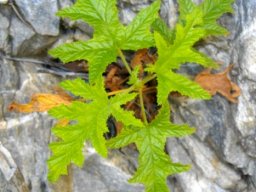 Pelargonium glutinosum making it on a river rock