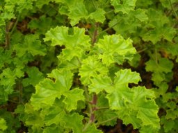 Pelargonium greytonense