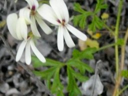 Pelargonium alchemilloides without zonal leaf markings