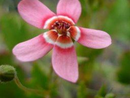 Pelargonium incarnatum flower