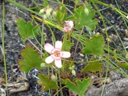 Pelargonium incarnatum