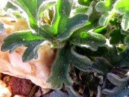 Pelargonium incrassatum leaves
