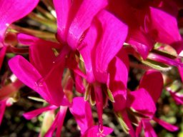 Pelargonium incrassatum flowers
