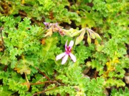 Pelargonium ionidiflorum