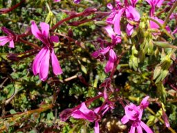 Pelargonium ionidiflorum dark flowers