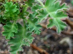 Pelargonium ionidiflorum leaves