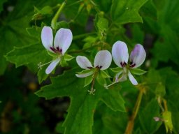 Pelargonium scabrum broader leaves