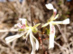 Pelargonium karooicum flowers