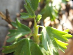 Pelargonium karooicum