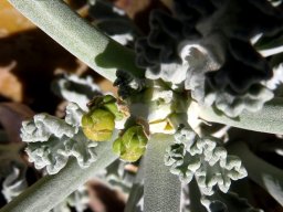 Pelargonium klinghardtense new growth