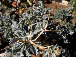 Pelargonium klinghardtense dry panicle remains