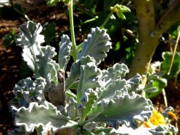 Pelargonium klinghardtense