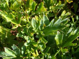 Pelargonium laevigatum leaves